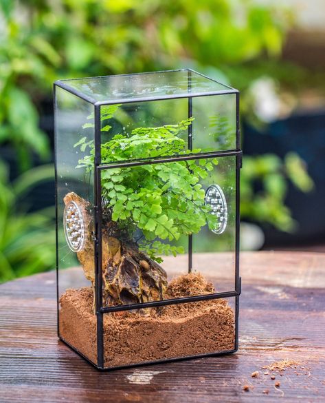 Small insect terrarium idea sharing，Which one do you like?⁠ #Maidenhairferns #nature #terrarium #forest #plants #plantterrariumdiy #terrariumplant #terrariumlife #terrariumlove #terrariumdesign #diy #houseplants #plantterrarium #containergardening #microlandscape #PlantTerrarium #DIYGardening #IndoorGardening #TerrariumLove #coconutcoir Insect Terrarium, Nature Terrarium, Forest Plants, Small Insects, Terrarium Diy, Terrarium Plants, Flower Arrangement, Container Gardening, Diy Garden