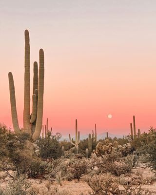 Posada by The Joshua Tree House - Sagauro National Park, Tucson, AZ - Airbnb® Joshua Tree House, The Joshua Tree, Desert Aesthetic, Desert Dream, Desert Vibes, Western Aesthetic, Arte Inspo, Photo Wall Collage, Tucson Az