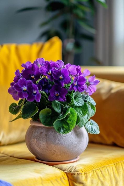 How To Water African Violets From The Top: Gentle Care African Violet Care, African Violets Plants, Violet Plant, Bohemian Coastal, French Victorian, Flower Company, New Roots, African Violet, Violet Flower