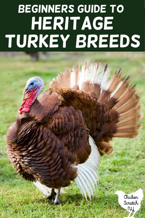 Turkey Breeds Chart, Narragansett Turkey, Heritage Breeds Livestock, Bourbon Red Turkey, Turkey Breeds, Bourbon Turkey, Bronze Turkey, Raising Turkeys, Turkey Farm