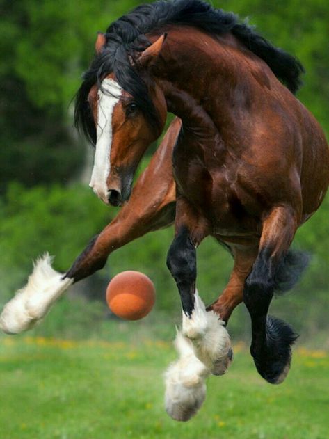 WM 2018 ⚽ Horse Playing, Draft Horse, Most Beautiful Horses, Majestic Horse, Horse Quotes, Horse Drawings, All The Pretty Horses, Clydesdale, Draft Horses