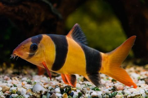 Clown Loach, Betta Tank Mates, Ikan Air Tawar, Tropical Fish Aquarium, Tropical Freshwater Fish, Air Tawar, Betta Tank, African Cichlids, Fish Supplies