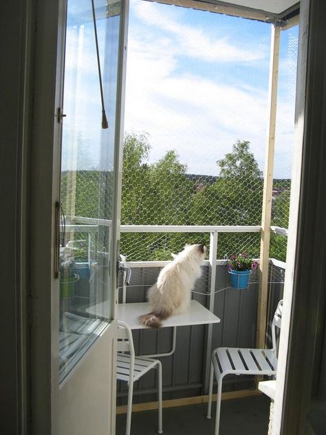 Balcony Enclosure, Cat Proof Balcony, Cat Balcony, Cat Apartment, Katt Diy, Screened Patio, Cat Fence, Cat Patio, Balcony Decoration