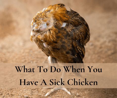 With the increase in chicken ownership, I have also seen an increase in these desperate cries for help. I created this post to help you diagnose a sick chicken. Sick Chicken Symptoms, Chicken Sickness, Chicken Illness, Sick Chicken, Heritage Chickens, Chicken Boxes, Chicken Care, Chicken Ideas, Backyard Poultry