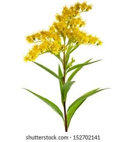 Goldenrod Flower, Golden Rod, She Sells Seashells, Floral Image, Reference Images, Flower Garden, Stock Photography, Photo Image, White Background