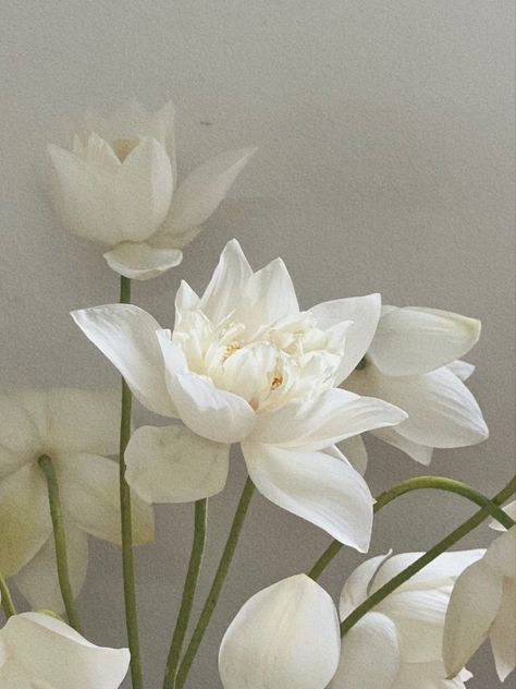 White Lotus Flower Aesthetic, White Lotus Aesthetic, Lotus Flower Aesthetic, Lotus Aesthetic, White Lotus Flower, Flower Guide, Nothing But Flowers, White Lotus, Flowers For You