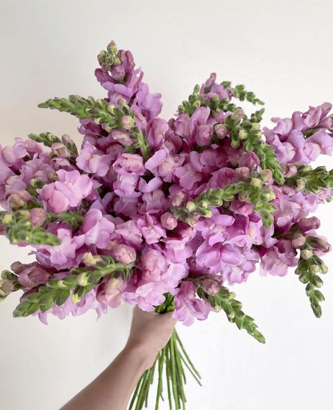 Lavender Snapdragon, Poison Garden, Fairytale Wedding Theme, Snapdragon Flowers, Annabelle Hydrangea, Hydrangea Bouquet Wedding, Dragon Wedding, Garden 2023, July Flowers