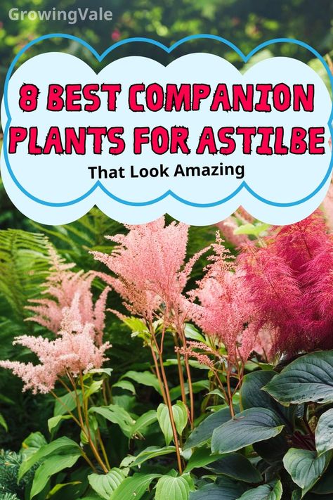 Astilbe Companion Plants Astilbe Japonica, Best Companion Plants, Japanese Painted Fern, Coral Bells Heuchera, Bigleaf Hydrangea, Shade Loving Perennials, Panicle Hydrangea, Ferns Garden, Shade Garden Plants