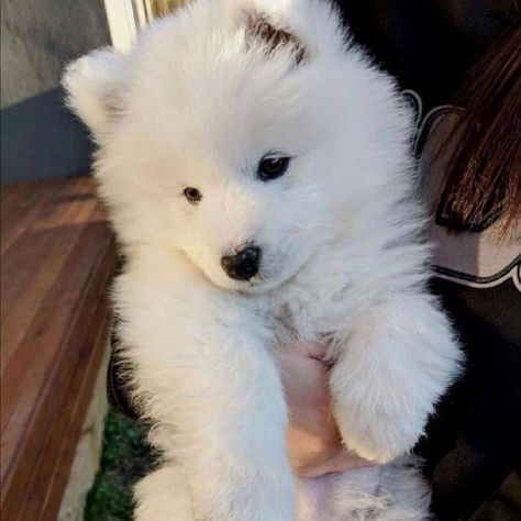 Samoyed Puppy, Dog Sling, Samoyed Dogs, Fluffy Dogs, Small Puppies, Fluffy Animals, Cute Animal Pictures, Cute Cats And Dogs