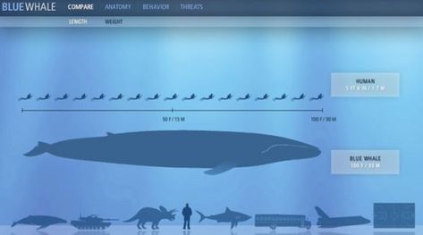 blue whale Blue Whale Size Comparison, Blue Whale Facts, Blue Whale Size, Big Blue Whale, Green Anaconda, Whale Facts, Large Lizards, Saltwater Crocodile, Komodo Dragon