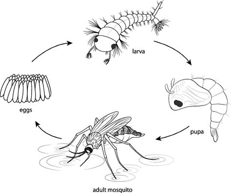 Doodle of mosquito life cycle diagram Life Cycle Drawing, Life Cycle Of A Mosquito, Mosquito Drawing, Mosquito Life Cycle, Diagram Drawing, Cycle Drawing, Ideas Jardin, Life Cycle Craft, Drawing Architecture