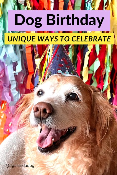 A golden retriever dog birthday celebration. What To Get Your Dog For Birthday, Senior Dog Birthday Party, Senior Dog Birthday, Senior Dog Birthday Photoshoot, Sweet 16 Dog Birthday, Dog 10th Birthday Party, Dog Birthday Picture Ideas, Puppy Birthday Parties For Dogs, Dog Birthday Activities