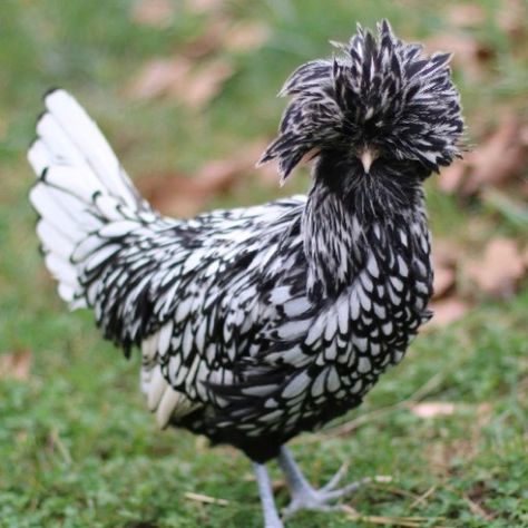 Silver Laced Polish – The Chick Hatchery White Chicken Breeds, Polish Chickens, Heritage Chicken Breeds, Black And White Chickens, Heritage Chickens, Polish Chicken, Beautiful Chickens, Gig Poster, Chickens And Roosters