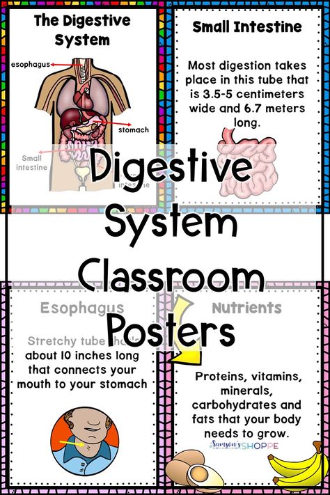 Digestive System | Human Body | These classroom decor posters will serve as reference charts for your grade 4, 5, and 6 students as they study the digestive system while learning about the human body. Students can also organize them into their binders to pair a visual with text to retain information on the parts and function of how food digests through our body. #humanbody #digestion #science Human Body Anchor Chart, Retain Information, Life Science Activities, Science Anchor Charts, The Digestive System, Secondary Science, Science Notebooks, Upper Elementary Resources, Human Body Systems