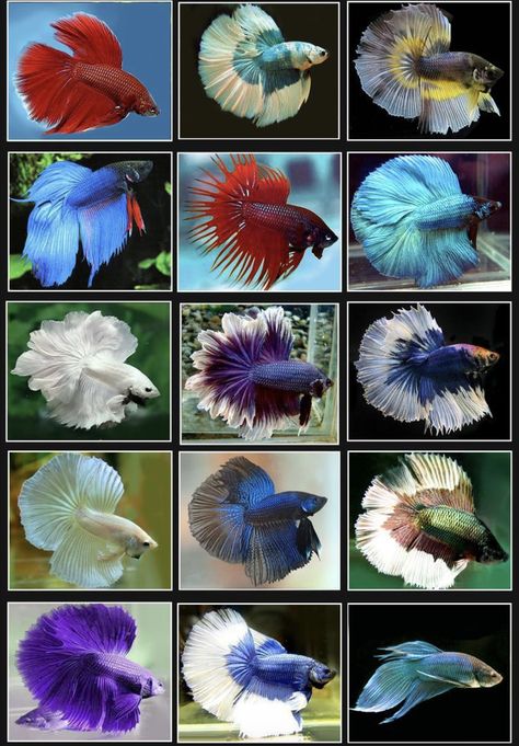 Skin Markings, Fish Breeding, Aquarium Ideas, Beta Fish, Fish Illustration, Types Of Fish, Animal Pics, Beautiful Fish, Betta Fish