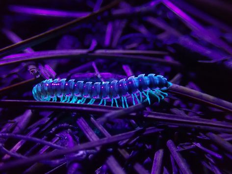 How to Do Ultraviolet Photography Uv Photography, Millipedes, Neon Gas, Infrared Photography, Rain Wallpapers, New Retro Wave, Focus Photography, Things Under A Microscope, Neon Glow