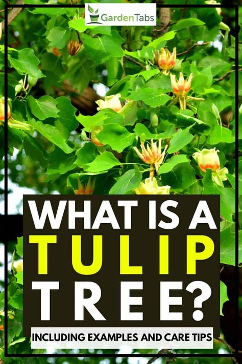 What Is a Tulip Tree? [Inc. Examples and Care Tips] - Garden Tabs Tulip Tree Landscapes, Tulip Tree Flower, Tulip Poplar Tree, Liriodendron Tulipifera, Kingston House, Fast Growing Shade Trees, Tulip Magnolia, Plants Tips, Tulip Poplar