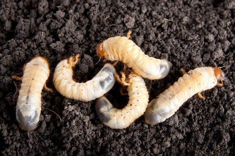 How to Get Rid of Garden & Lawn Grubs Naturally (Guide) | Install-It-Direct Grub Worms, Lawn Pests, Natural Insecticide, Garden Pest Control, Healthy Lawn, Better Homes And Garden, White Gardens, Garden Pests, Garden Tips