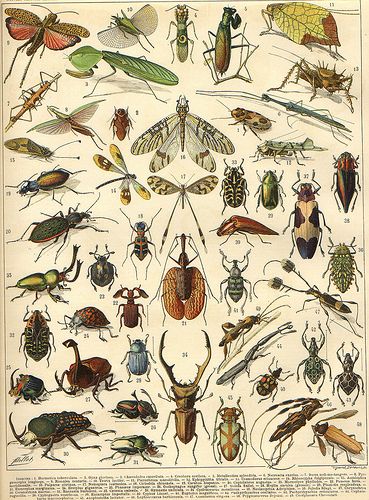 Larousse illustrations - via janwillemsen - series of lithographs from beginning 20 th century larousse encyclopedias Vintage Insect Prints, Insect Illustration, Imprimibles Halloween, Mushroom Poster, Insect Print, Homeschool Room, Halloween Wall Art, Henri Rousseau, Insect Art