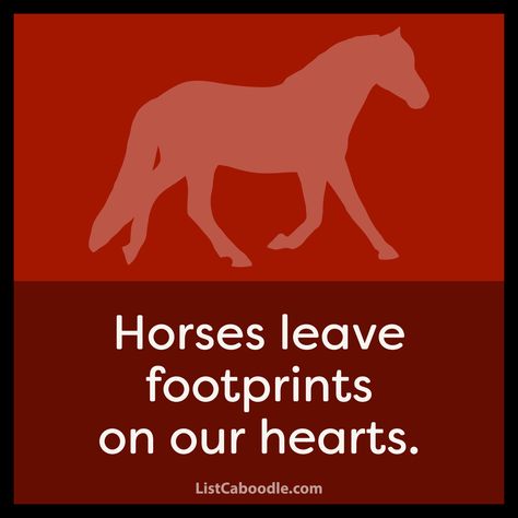 All the horse captions and quotes you'll ever need for racking up the Instagram likes. Over 200 horse lover captions for social media. #HorseCaptions #HorseLover #Horse #HorseQuotes #Quotes Horse Captions Instagram Short, Horse Quotes Meaningful Short, Short Horse Quotes, Horse Quotes Meaningful, Great Short Quotes, Caption For Instagram, Horse Quote, Captions For Instagram Posts, Camp Activities