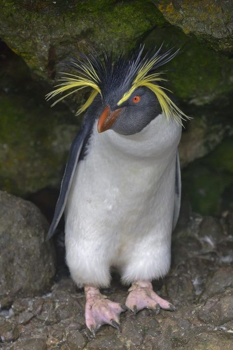 Eudyptes moseleyi, Northern Rockhopper Penguin. A small black-and-white penguin with a wild, bushy yellow crest. Native to the southern Indian and Atlantic Oceans. Most breed during late spring or early summer on Tristan da Cunha and Gough Island. Foraging offshore and nesting on boulder-strewn beaches and among stands of tussock grass. Diet is krill, squid, octopus and fish. Extremely vocal, most often giving loud braying and barking sounds with accompanying head-swinging and flipper-beating. Rockhopper Penguin, Water Birds, Shorebirds, Tristan Da Cunha, Nightingale, Sea Birds, Pretty Birds, Exotic Pets, Photo Reference