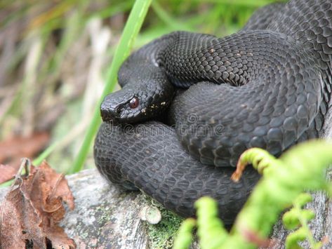 European black adder sunbathing. European black adder, sunbathing at black forre #Sponsored , #sponsored, #paid, #black, #sunbathing, #adder, #European Black Adder Snake, European Adder, Adder Snake, European Wildlife, Black Adder, Black Forrest, Snake Tattoo, Tattoo Ideas, Photo Image