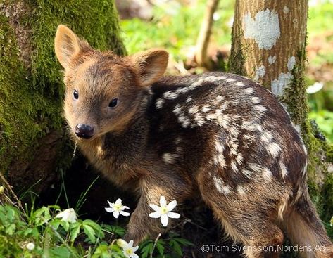 Meet The Pudú, The World’s Smallest And Cutest Deer - I Can Has Cheezburger? Pudu Deer, Aesthetic Animals, Small Deer, Tattoo Animal, Anime Tattoo, Miniature Animals, Wild Dogs, Like Animals, Anime Wallpapers