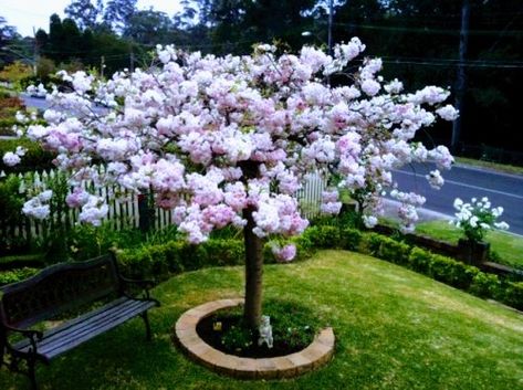 Garden With Cherry Blossom Trees, Japanese Cherry Blossom Landscape, Blossom Tree In Garden, Cherry Blossom Front Yard, Cherry Blossom Tree Backyard, Cherry Blossom Tree Landscape, Cherry Blossom Courtyard, Cherry Blossom Tree In Garden, Cherry Blossom Tree Garden