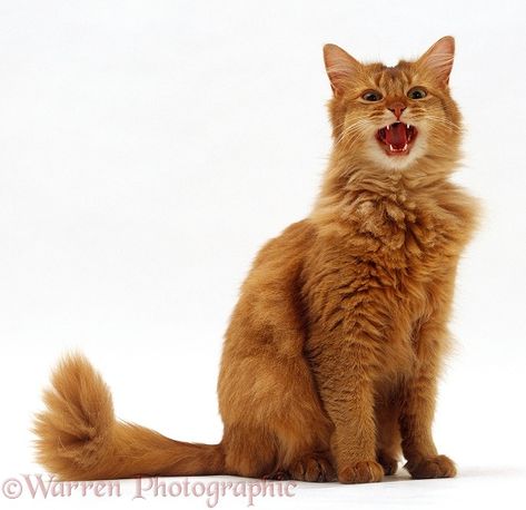 Somali Cat, Cat Anatomy, Cat Reference, Animal Study, Lots Of Cats, Silly Cats Pictures, Gorgeous Cats, Cat Pose, Cat Photography