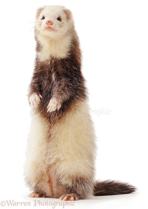 Ferret standing up Ferret Standing, Ferret Diy, Ferret Nation Cage, Ferret Tattoo, White Ferret, Ferret Toys, Ferrets Care, Baby Ferrets, Funny Ferrets