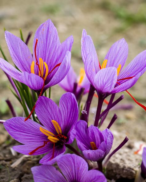 Saffron Plant, Crocus Sativus, Saffron Crocus, Saffron Flower, Crocus Flower, Green Life, Plants, Flowers, Floral