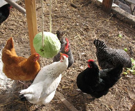 How to Make a DIY Hanging Cabbage to Keep Your Chickens Entertainedthepioneerwoman Chicken Tunnels, Chicken Owner, Chicken Toys, Chicken Eating, Chicken Treats, Building A Chicken Coop, Free Range Chickens, Poultry Farm, Diy Chicken Coop