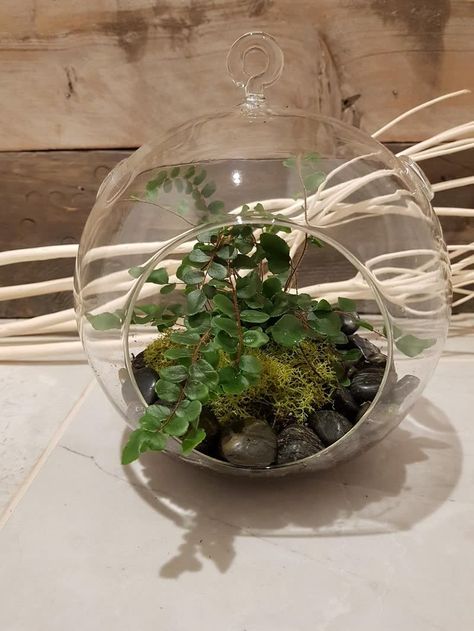 open terrarium Button Ferns Orb Terrarium, Best Terrarium Plants, Closed Terrarium Plants, Succulents In Glass, Closed Terrarium, Large Terrarium, Open Terrariums, Small Terrarium, Miniature Orchids