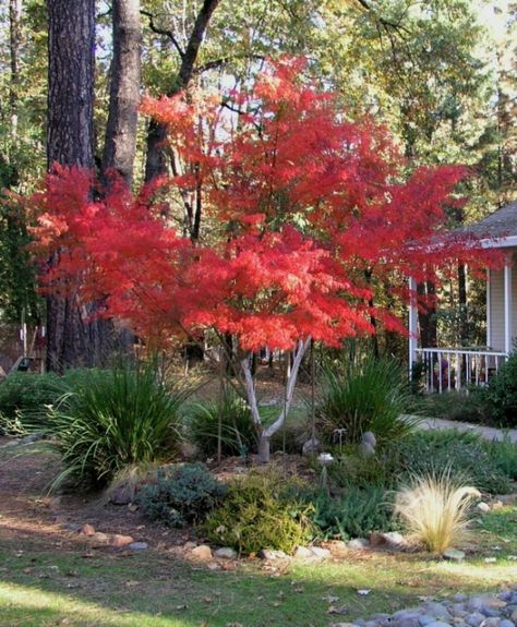 Seiryu Japanese Maple, Japenese Maple, Small Front Garden Ideas, Small Front Gardens, Small Landscape, Grass Flower, Japanese Maple Tree, Japanese Maple, Maple Tree