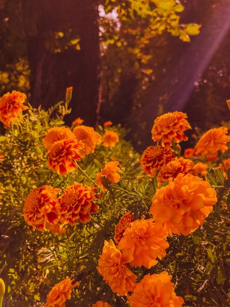 Orange flower in one of the day in September. Autumn 2023 Fall Wall Collage Pictures, Early September Aesthetic, Bright Fall Aesthetic, September Aesthetic Month, September Widget, Fall Flowers Aesthetic, Orange Cottagecore, 2024 Challenge, September Vibes