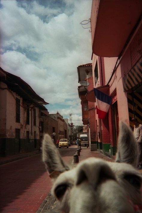 Llama selfie Llama Face, Llama Llama, Funny Llama, Llama Drama, Llama Alpaca, Cute Llama, Cute Creatures, Animal Photography, Lyon