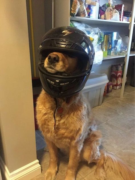 Biker Dog, Laughing Out Loud, Motorcycle Aesthetic, Funny Reaction Pictures, New Parents, Bike Ride, Funny Laugh, Just For Fun, Out Loud