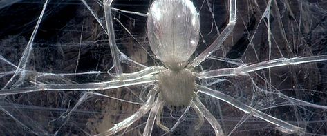 Spotlight on the crystal spider from KRULL (1983). Images from the film, behind the scenes, the comic adaptation and Atari game—and Ralph McQuarrie art for The Empire Strikes Back, which bears a striking resemblance to the creature. Film Behind The Scenes, Jacek Yerka, Linda Hamilton Terminator, Crystal Spider, Atari Games, Ralph Mcquarrie, Film Genres, The Neverending Story, Last Unicorn