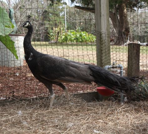 Spalding Charcoal Black Shoulder Peacock Peacock Breeds, Pea Fowl, Peacock Family, Peacock And Peahen, Bird Peacock, Peacock Pictures, Garden Pond Design, Black Peacock, Peacock Bird