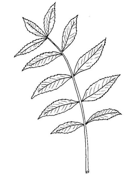 Next to the aspen, oak and birch leaves Ash Leaf Drawing, Ash Leaves Tattoo, Ash Tree Leaves Tattoo, Ash Leaf Tattoo, Ash Tree Tattoo, Tree Leaves Drawing, Ash Tree Leaves, Biological Illustration, Ash Leaves