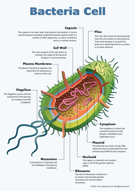 A poster showing the labelled organelles of a bacteria cell with a brief description of each. Bacteria Diagram, Bacteria Cell, Animal Cell, Teachers Pay Teachers, Educational Resources, Did You Know, Education