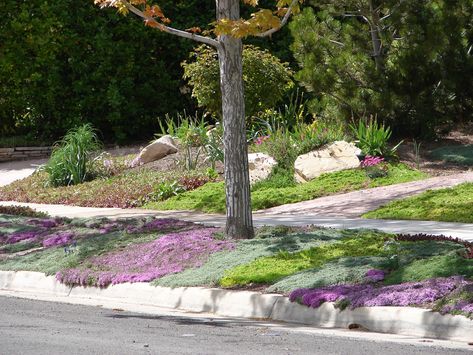 New Utah Gardener: Ground Cover Thymes For Utah Park Strip Landscaping Utah, Utah Landscape Ideas, Boulevard Garden, Utah Landscaping, Waterside House, Drought Garden, Utah Gardening, Utah Garden, Drought Tolerant Landscape Front Yard