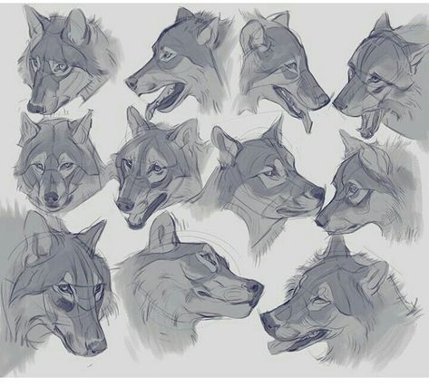 Wolf Poses, Wolf Sketch, Canine Drawing, Dog Anatomy, Canine Art, Wolf Drawing, Wolf Dog, Animal Sketches, Wolf Art