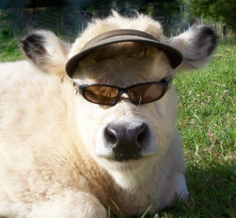 This cow looks like he's about to go all-in at the poker table and I'm sat here really hoping his gamble pays off. Regnul Animal, Fluffy Cows, Cows Funny, Wearing Sunglasses, Baby Cows, A Cow, Fluffy Animals, Cute Animal Photos