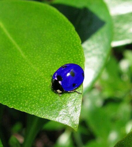 Blue Ladybug Ladybug Spiritual Meaning, Blue Ladybug, Yellow Ladybug, Cool Insects, Lady Beetle, Walking The Plank, Spring Images, Beautiful Bugs, Airbrush Art