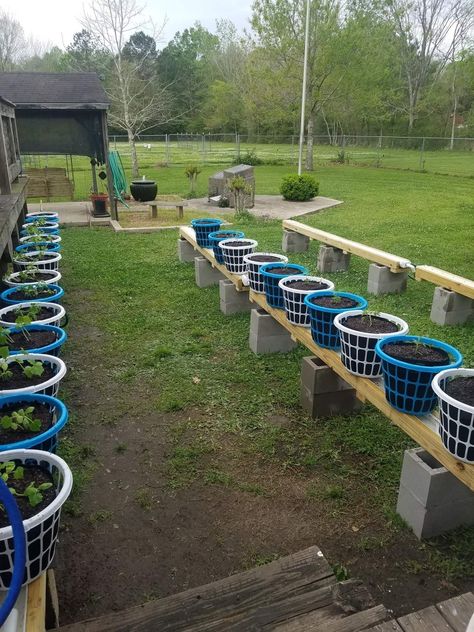 5 Gallon Bucket Raised Garden, Portable Garden Beds, Building A Raised Bed, Cheap Raised Garden Beds, Raised Garden Beds Diy Vegetables, Bucket Garden, Berry Garden, Bucket Gardening, Vegetable Garden Raised Beds