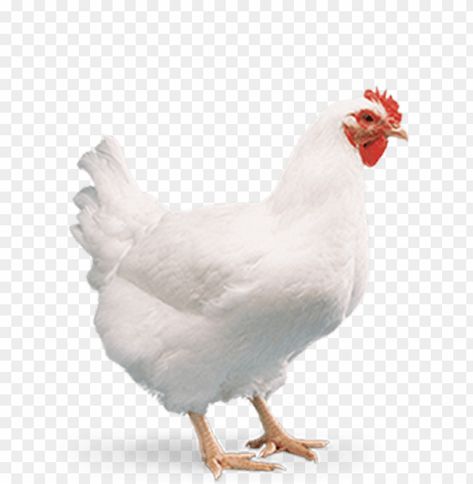 Ayam Png, Poultry Farm Design, Don Pollo, Chicken Poster, Live Chicken, Chickens For Sale, Chicken Png, Flex Banner Design, Broiler Chicken