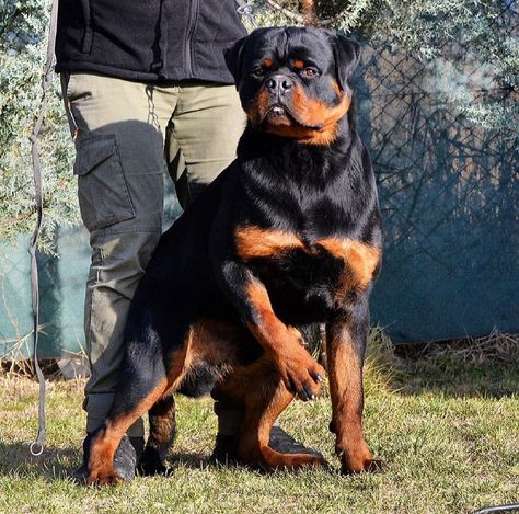 Rottweiler Photography, German Rottweiler Puppies, German Rottweiler, Rottweiler Puppy, Dog Diy, Food Dog, Very Angry, Like A Lion, Getting A Puppy