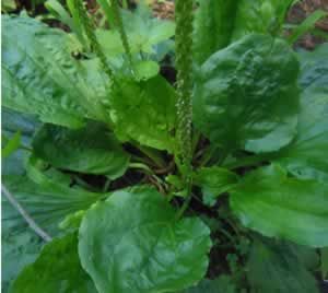 Plantago major ,lanceolata L. Psyllium Husk Benefits, Plantago Major, Plantain Leaves, Psyllium Husk, Lettuce, Seeds, Herbs, Benefits, Fruit