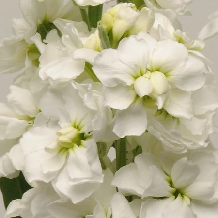 STOCKS SEEDS | WHITE PUNCH | Annual Gilly Flowers Gilly Flower, White Stocks, White Punch, Matthiola Incana, Flower Farm, Garden Flowers, Art Studies, Cut Flowers, Other Colors